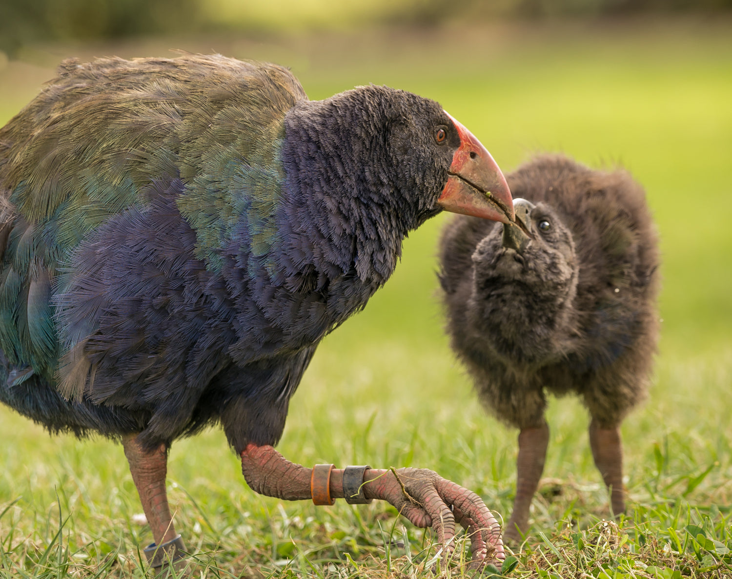 Donation - Support Rotoroa Island's Restoration