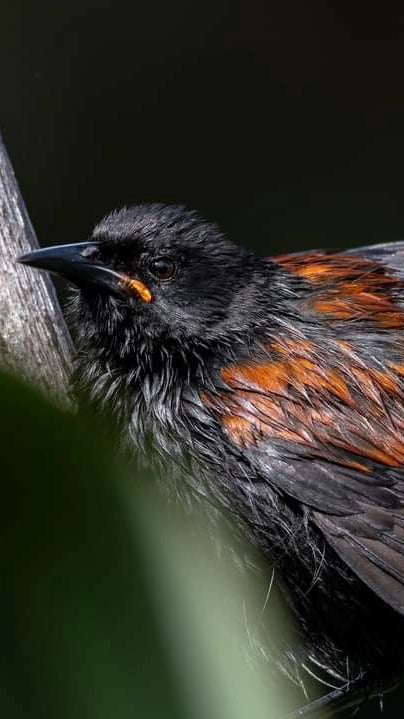 Black and orange bird perched on a branch with a dark background