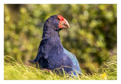 Rotoroa Island Postcards