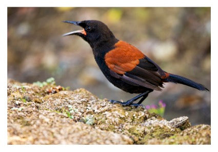 Rotoroa Island Postcards