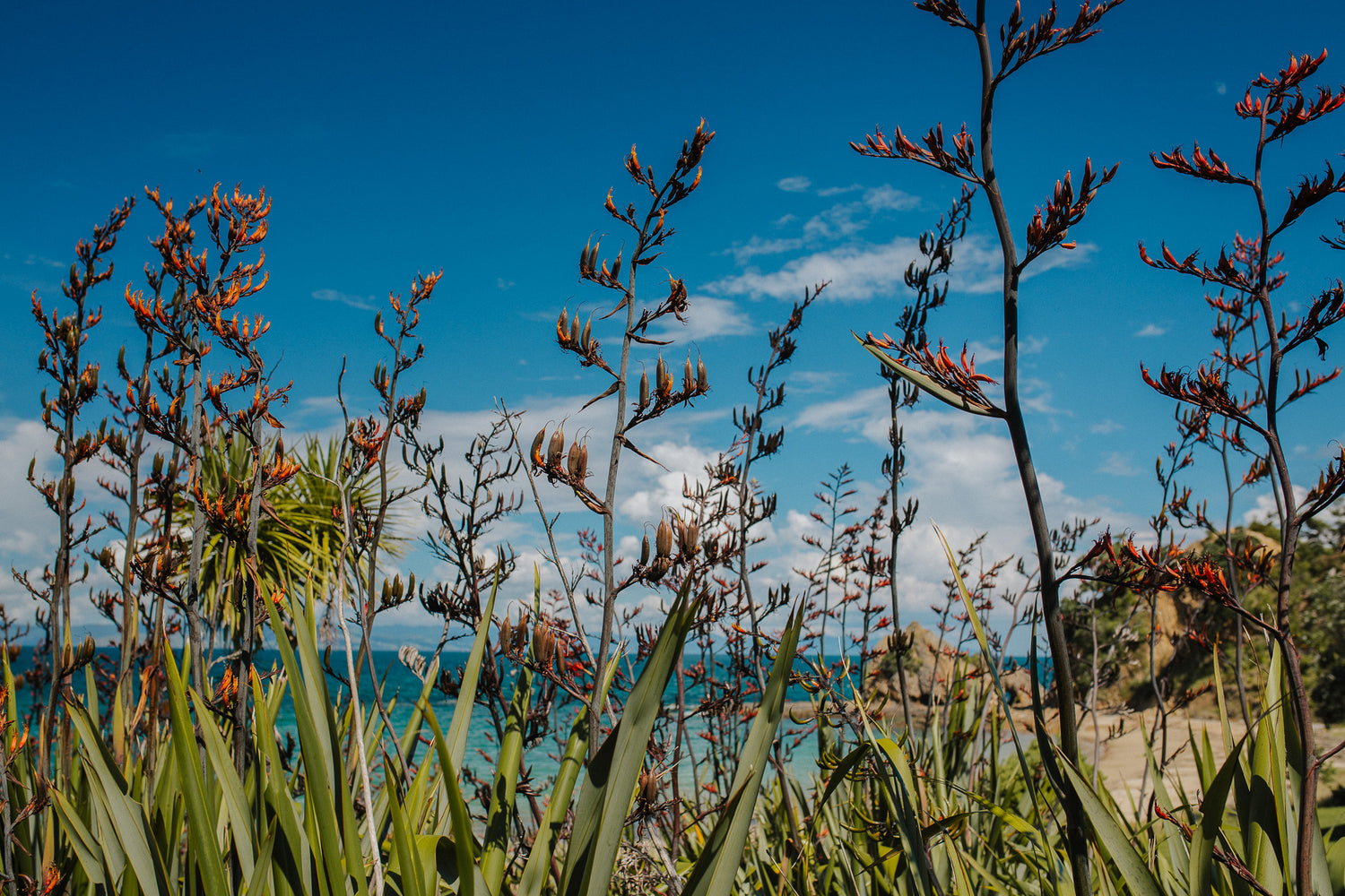 Rotoroa Island Trust Gift Card