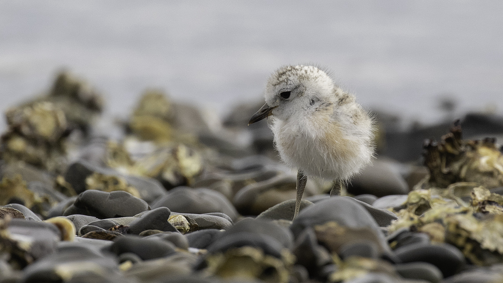 Dotterel chick on Rotoroa Island