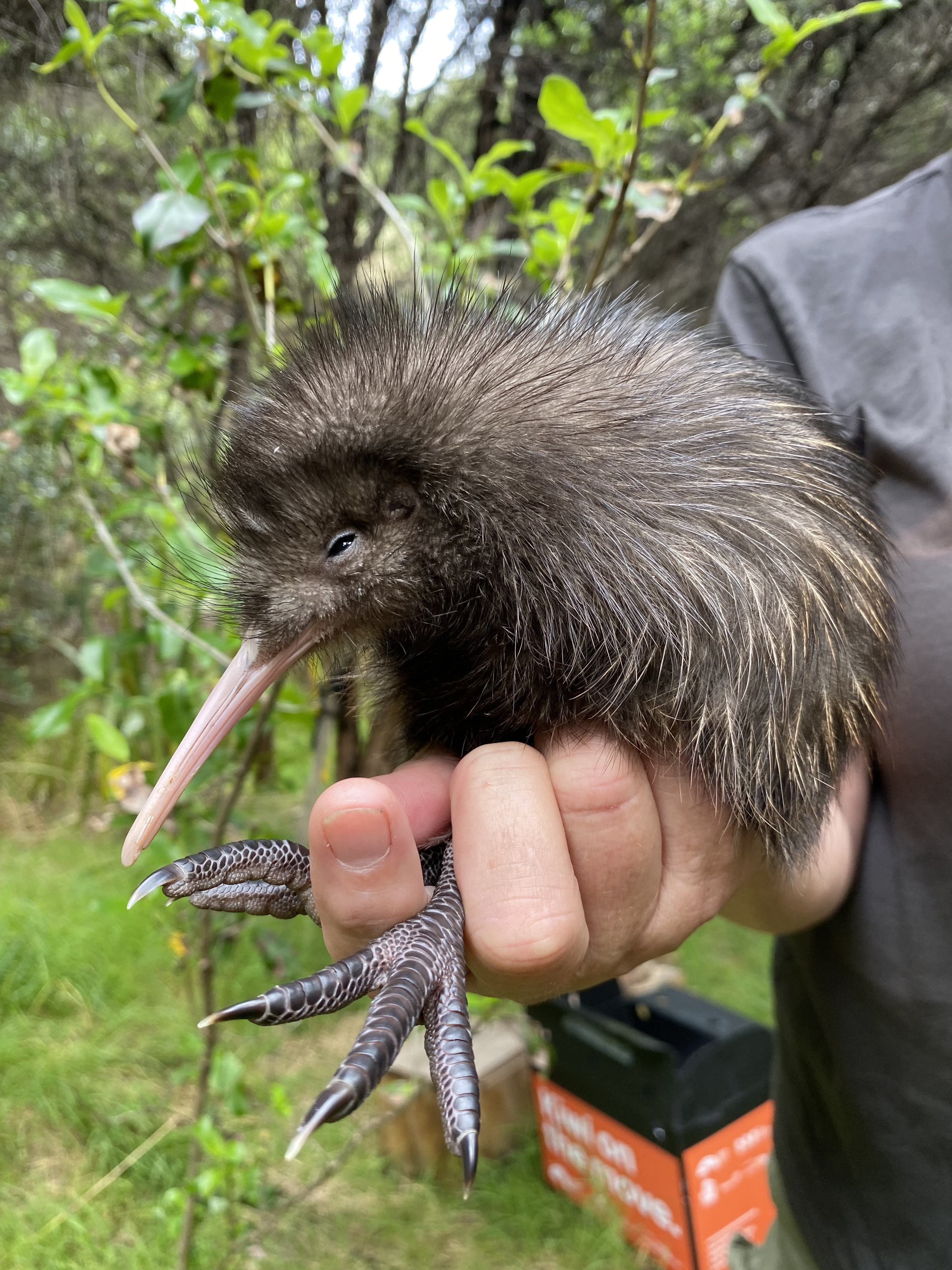 kiwi chick ready for release on Rotoroa Island