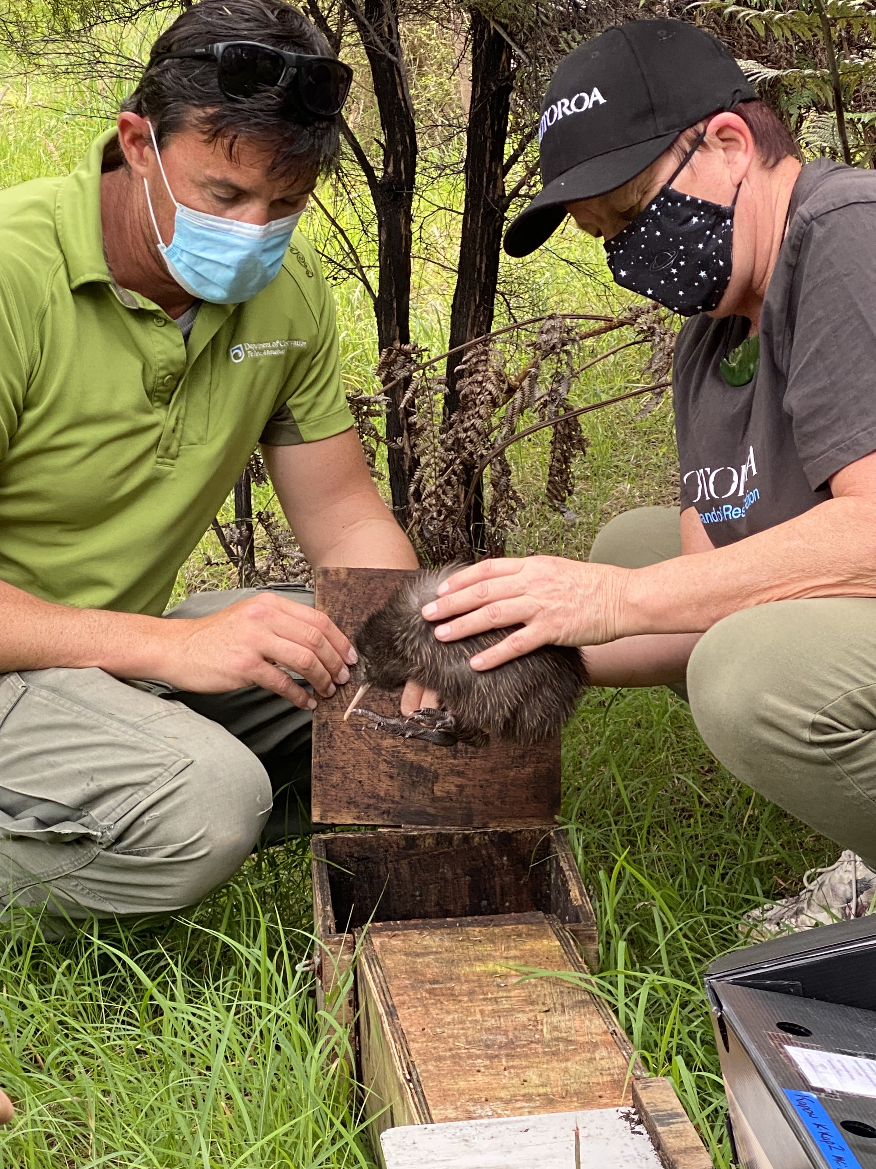 Kiwi chick release, with Jason (Department of Conservation) and Jo (Rotoroa Island Trust)