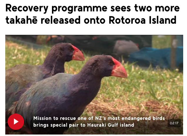 OneNews TV coverage of Takahe Release on Rotoroa Island